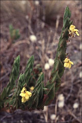 Goodenia amplexans