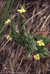 Goodenia amplexans