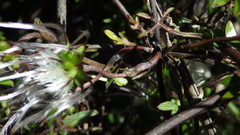 Clematis quadribracteolata