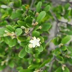 Phebalium squamulosum