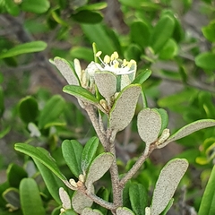 Phebalium squamulosum