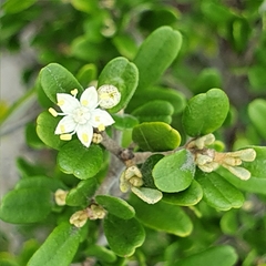 Phebalium squamulosum