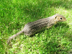 Ictidomys tridecemlineatus