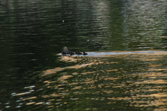 Anas platyrhynchos