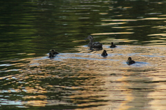 Anas platyrhynchos