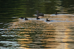 Anas platyrhynchos