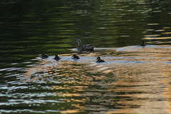 Anas platyrhynchos