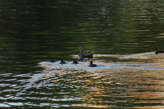 Anas platyrhynchos
