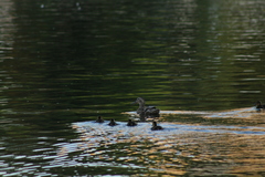 Anas platyrhynchos