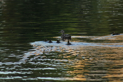 Anas platyrhynchos