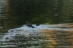 Anas platyrhynchos
