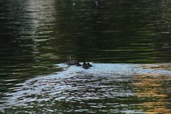 Anas platyrhynchos