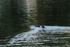 Anas platyrhynchos
