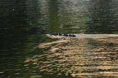 Anas platyrhynchos