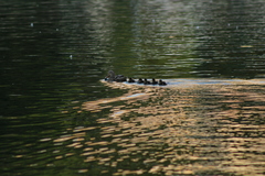 Anas platyrhynchos