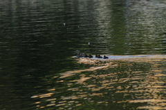 Anas platyrhynchos
