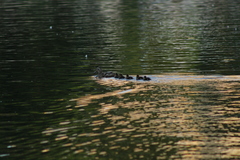 Anas platyrhynchos