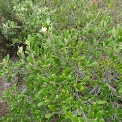 Phebalium squamulosum