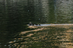 Anas platyrhynchos