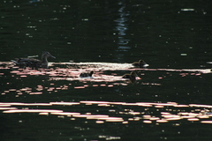 Anas platyrhynchos
