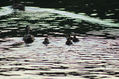 Anas platyrhynchos