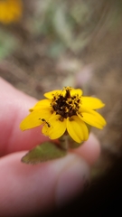 Zinnia maritima