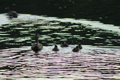 Anas platyrhynchos