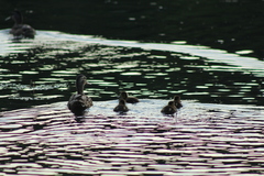 Anas platyrhynchos