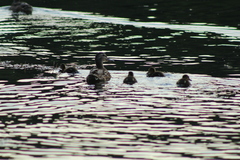 Anas platyrhynchos