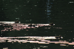 Anas platyrhynchos