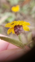 Zinnia maritima