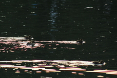 Anas platyrhynchos