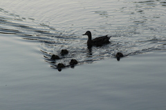 Anas platyrhynchos