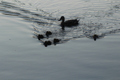 Anas platyrhynchos