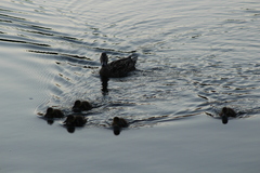 Anas platyrhynchos