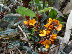 Pultenaea paleacea
