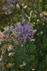 Critoniopsis