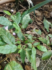 Solanum acanthodapis