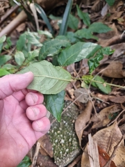 Solanum acanthodapis