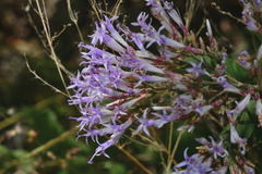 Critoniopsis
