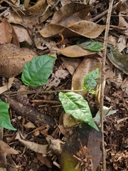 Solanum acanthodapis