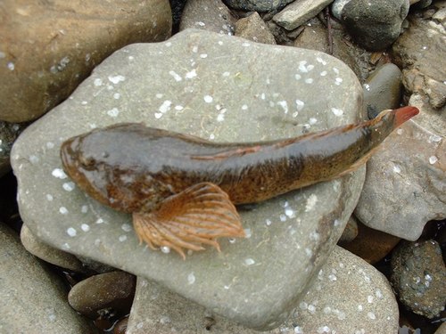 Sakhalin River Sculpin (Cottus amblystomopsis) · iNaturalist