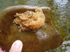 Cottus amblystomopsis