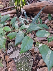 Solanum acanthodapis
