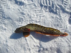 Notched-Fin Eelpout photo 1
