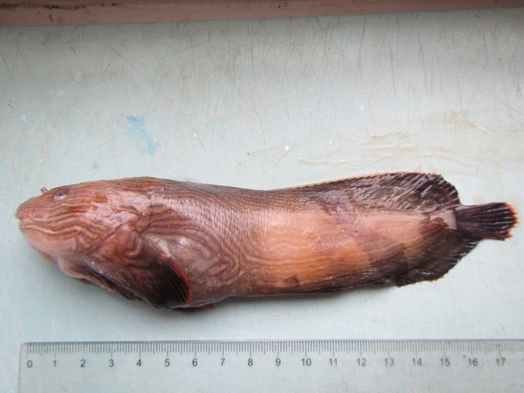 Agassiz's Snailfish