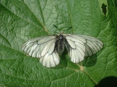 Parnassius hoenei