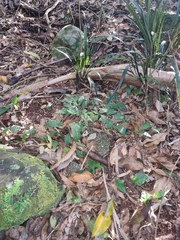 Solanum acanthodapis