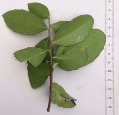 Maytenus procumbens