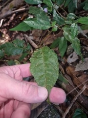 Solanum acanthodapis